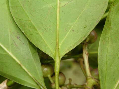 Imagem de Dendropanax caucanus (Harms) Harms