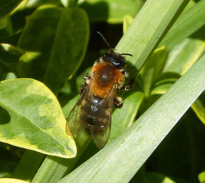 Image of Andrena nitida (Müller 1776)