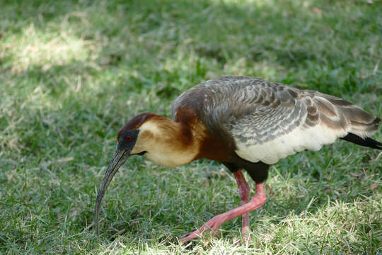 Theristicus caudatus (Boddaert 1783) resmi