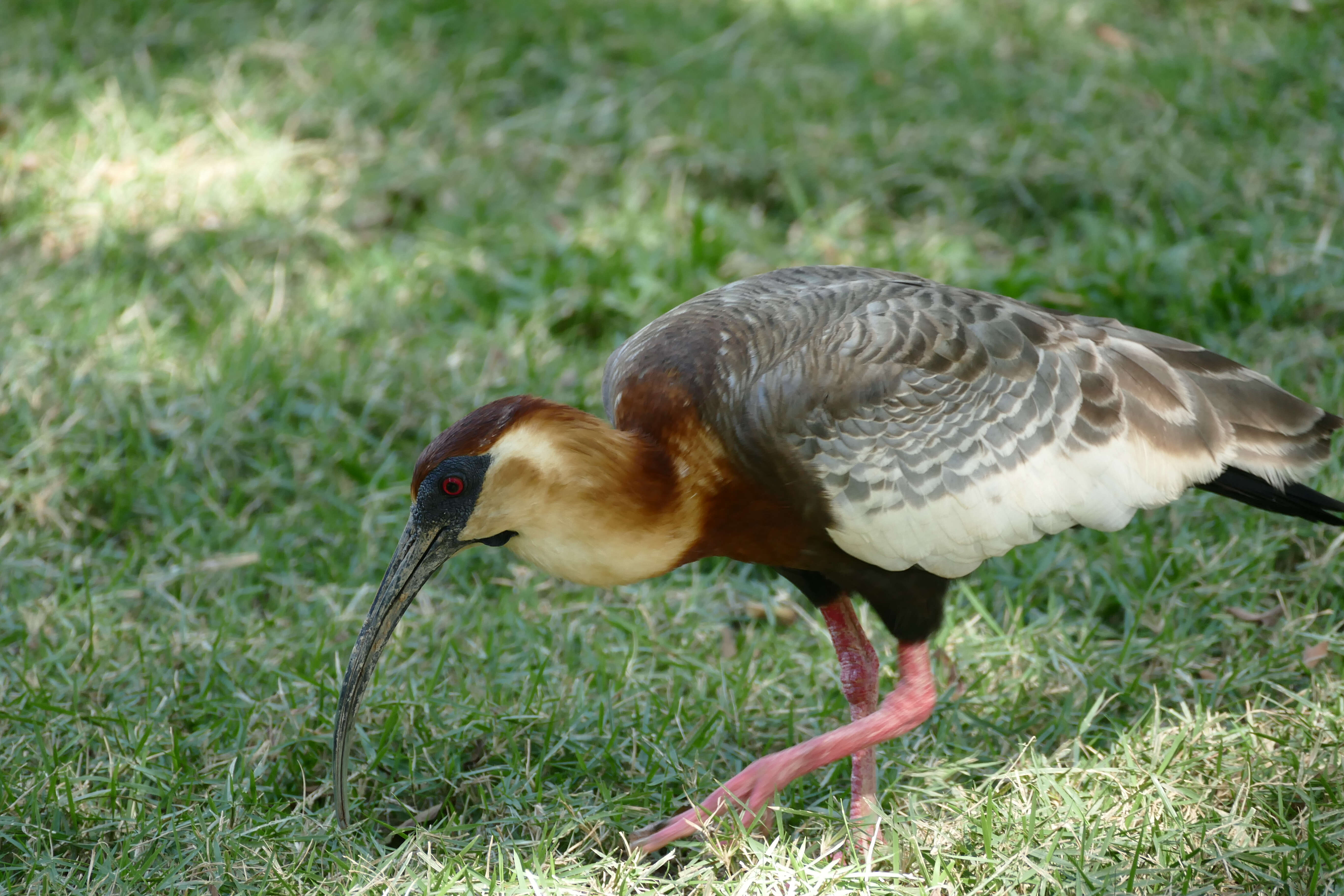 Image of Buff-necked Ibis