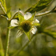 Imagem de Geum laciniatum var. trichocarpum Fern.