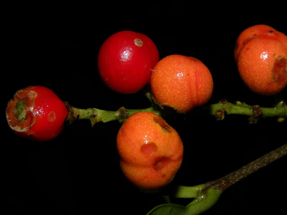 Image of Bunchosia ursana W. R. Anderson