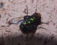 Image of blow flies