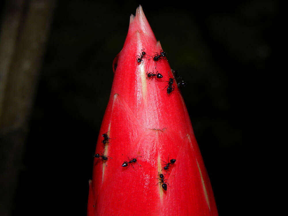 Image of Costus stenophyllus Standl. & L. O. Williams