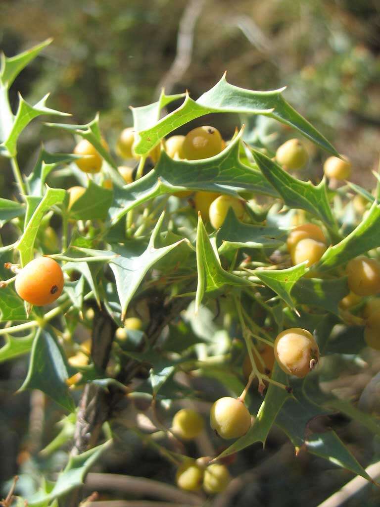 Image de Berberis haematocarpa Wooton