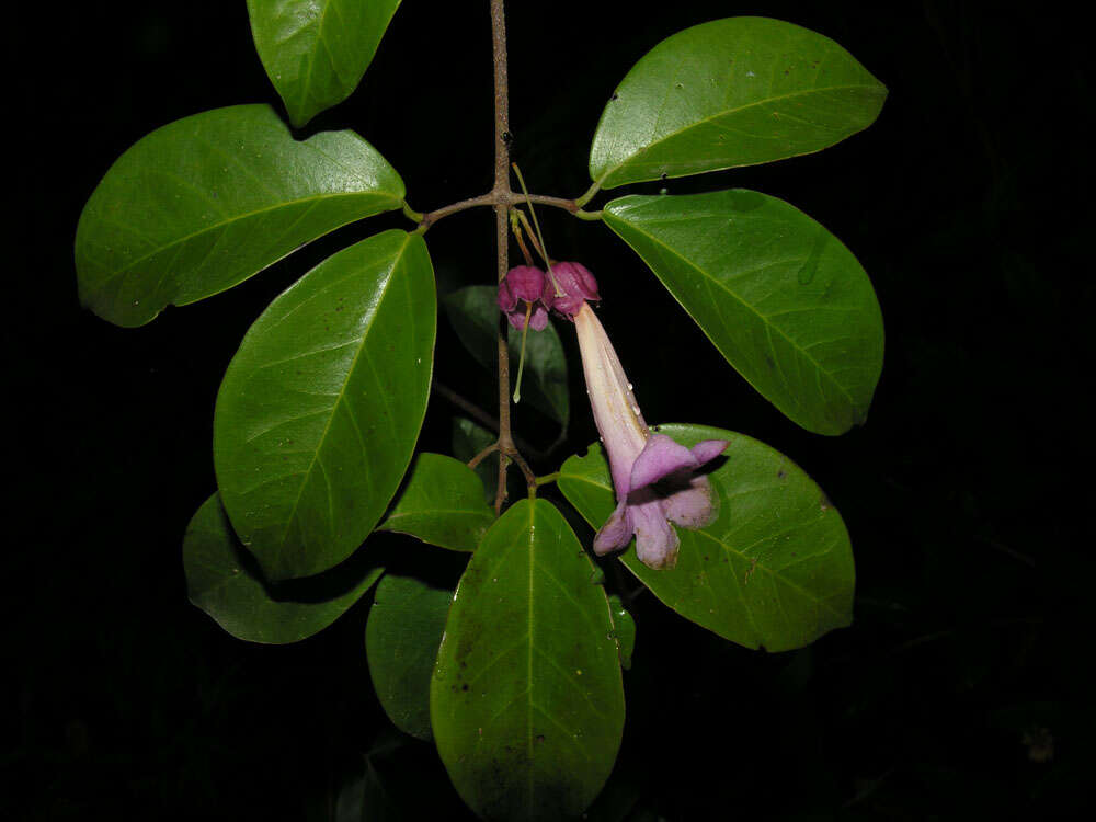 Image of Dolichandra steyermarkii (Sandwith) L. G. Lohmann