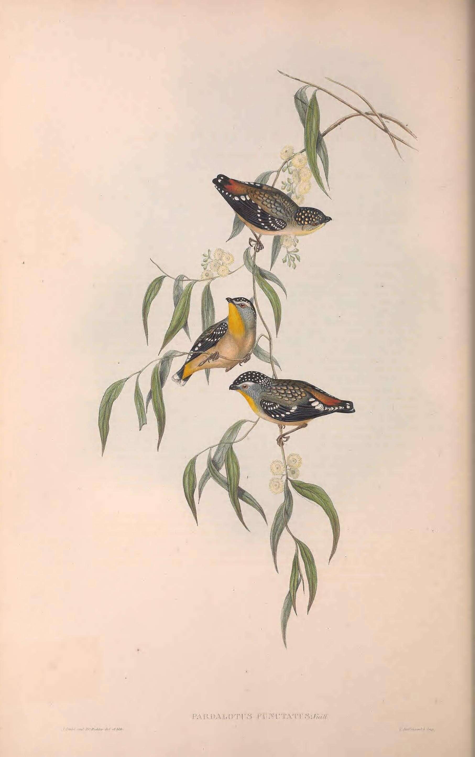 Imagem de Pardalotus punctatus (Shaw 1792)