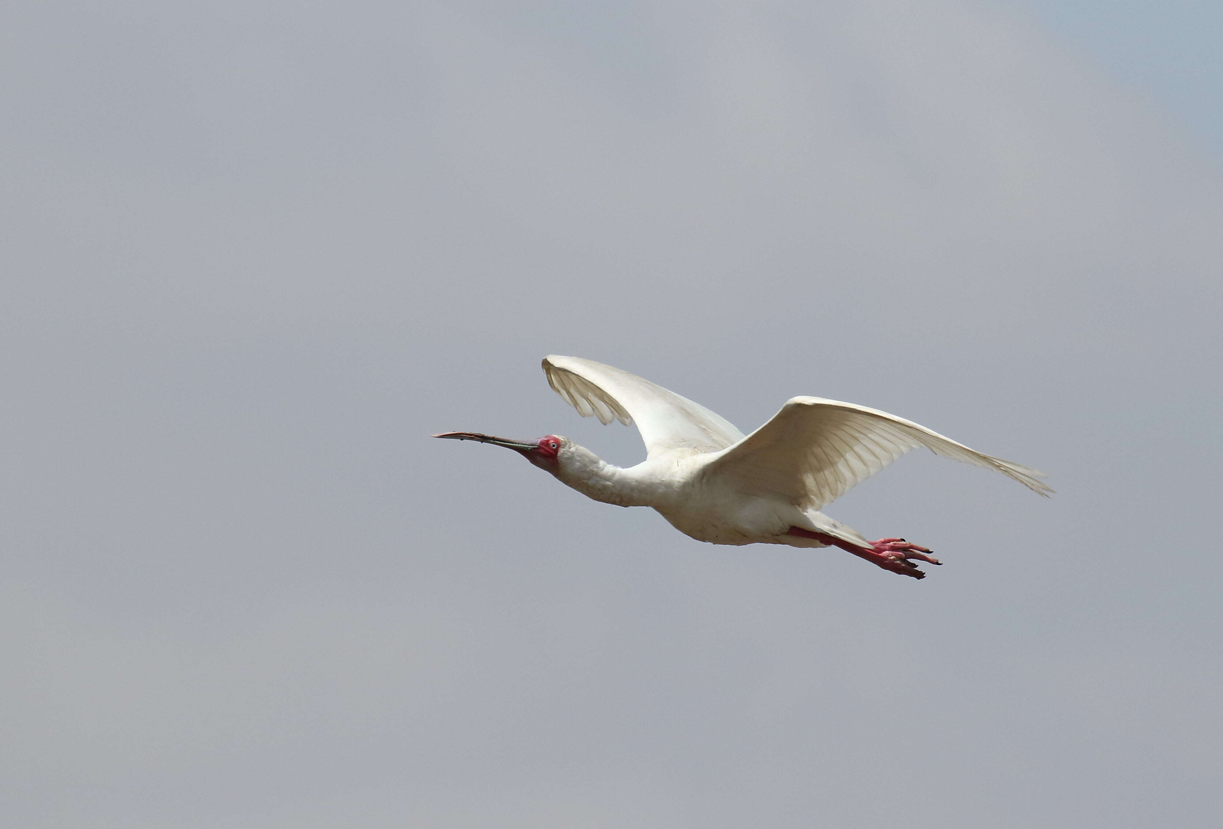 Image of Platalea Linnaeus 1758