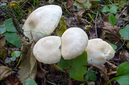 Image of Tricholoma lascivum (Fr.) Gillet 1874