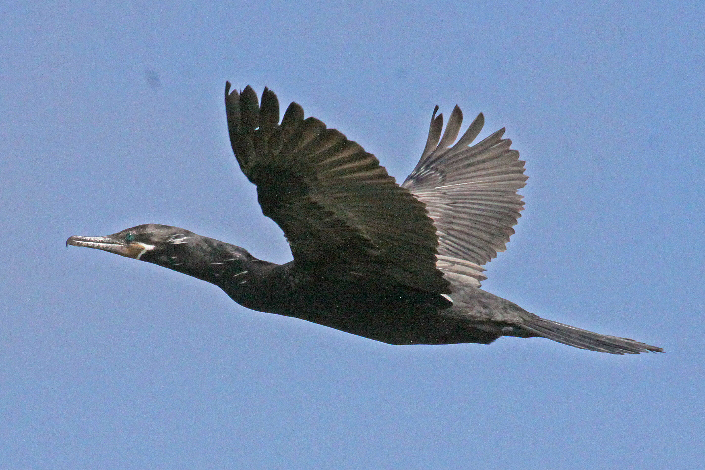 Image of neotropic cormorant