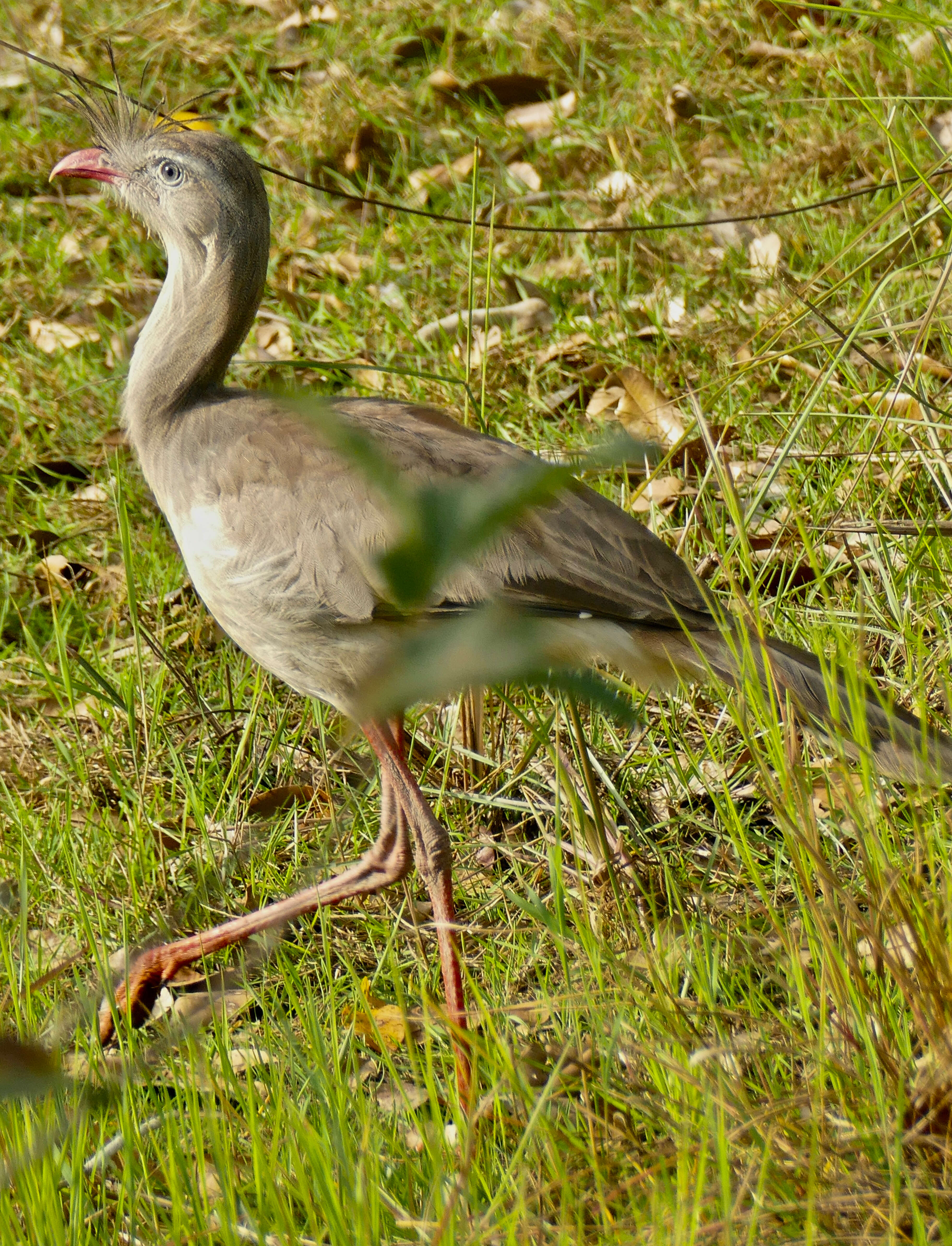 Image of Cariamiformes