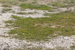 Image of Ranunculus prasinus Y. Menadue