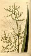 Image of Arecaceae