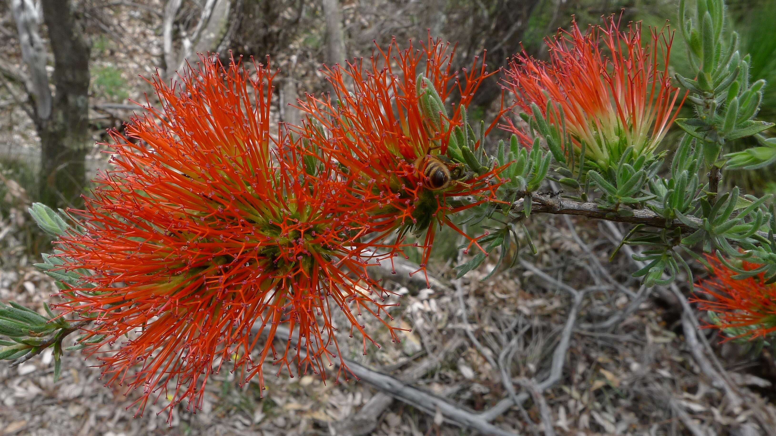 Image de Melaleuca cinerea Craven & R. D. Edwards