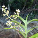 Image of Sarcanthopsis warocqueana (Rolfe) Garay