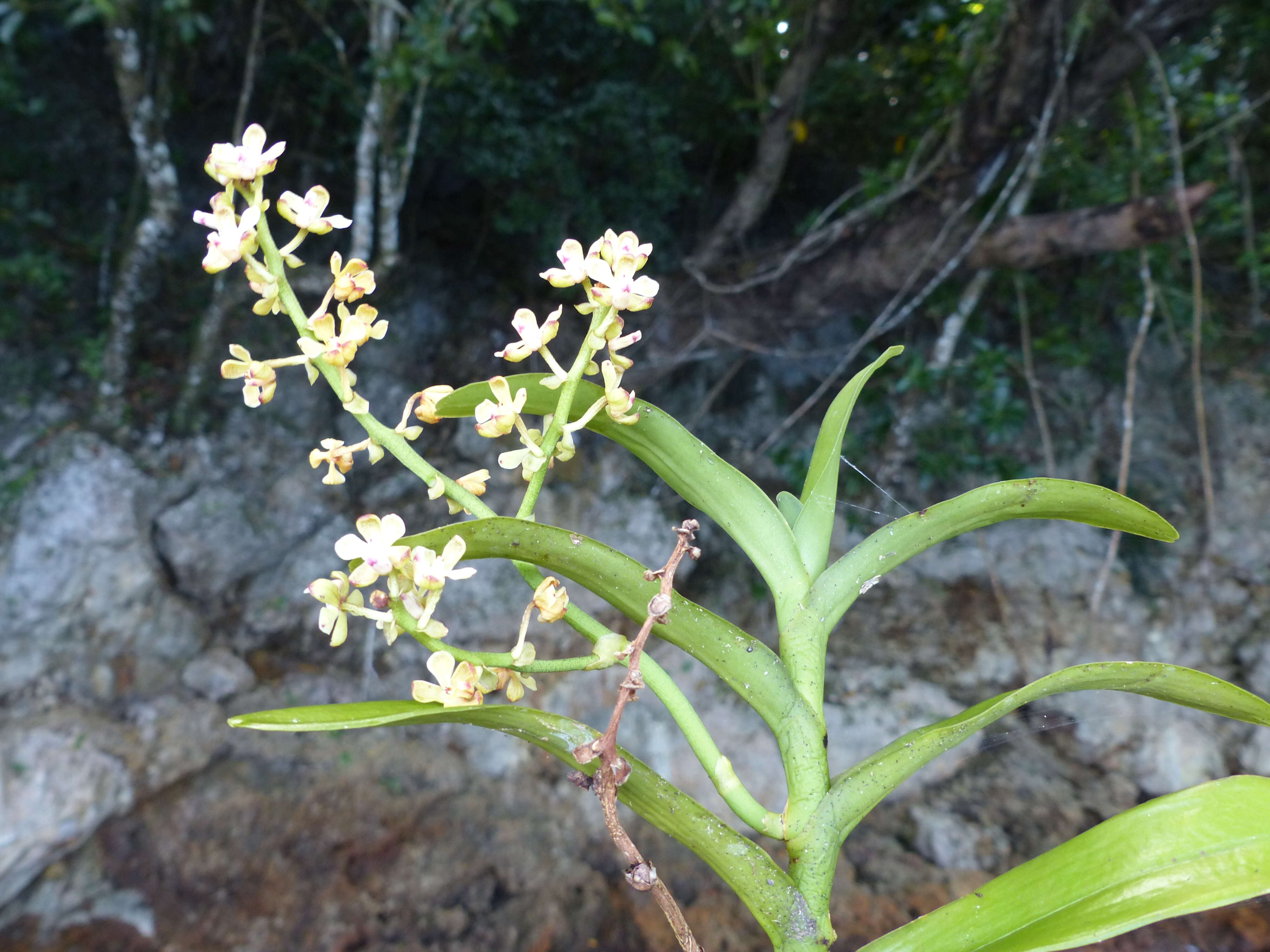 Image of Sarcanthopsis warocqueana (Rolfe) Garay