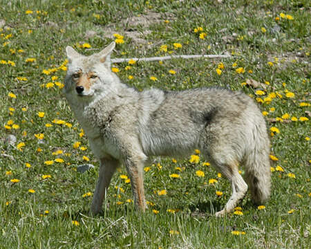 Image of American jackal