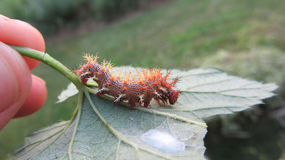 Sivun Polygonia interrogationis Fabricius 1798 kuva