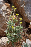 Image of Fibigia clypeata (L.) Medik.