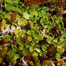 Image of Coprosma perpusilla subsp. subantarctica Orchard