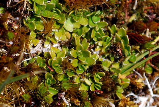 Image of Coprosma perpusilla subsp. subantarctica Orchard