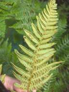 Image of brackenfern