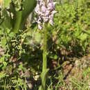 Image of Milky orchid