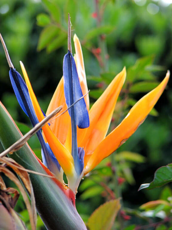 Image de Strelitzia reginae Banks