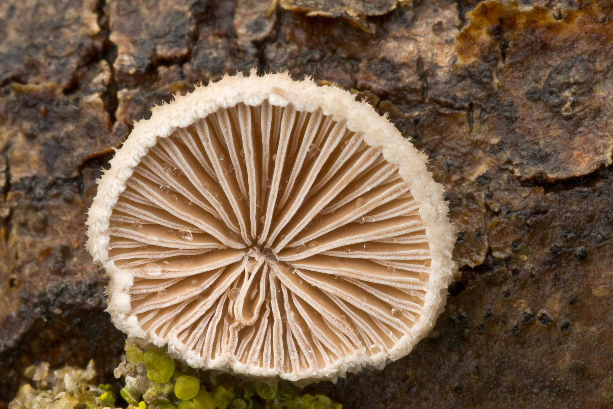 Image of Schizophyllum