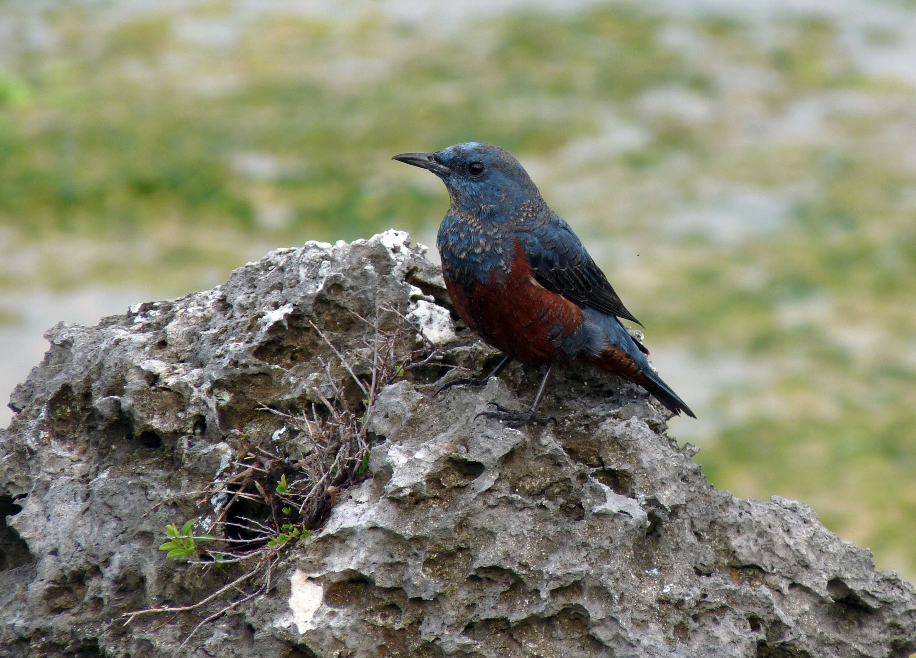 Plancia ëd Monticola solitarius (Linnaeus 1758)