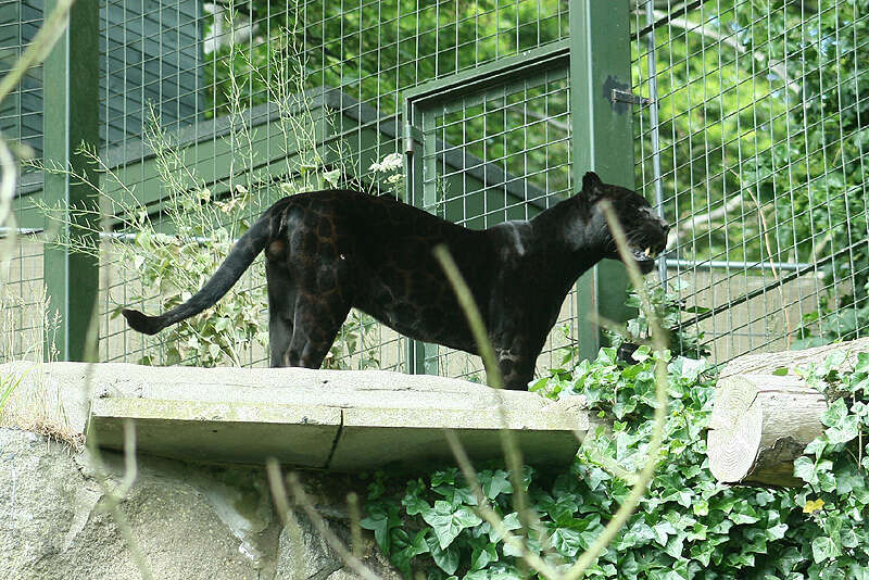 Imagem de Leopardo-de-amur