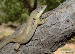 Image of Siirt Lizard