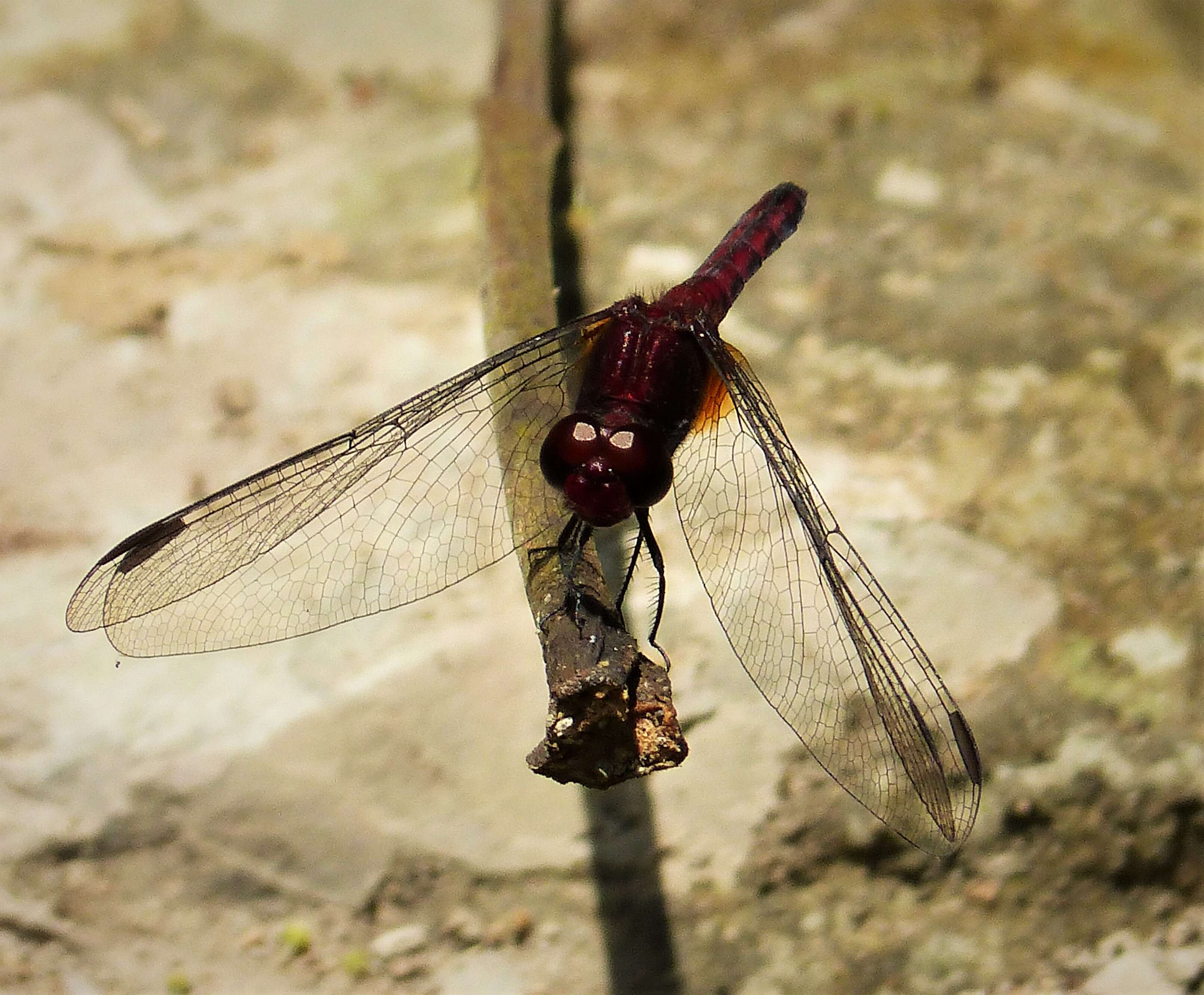 Sivun Erythrodiplax fusca (Rambur 1842) kuva