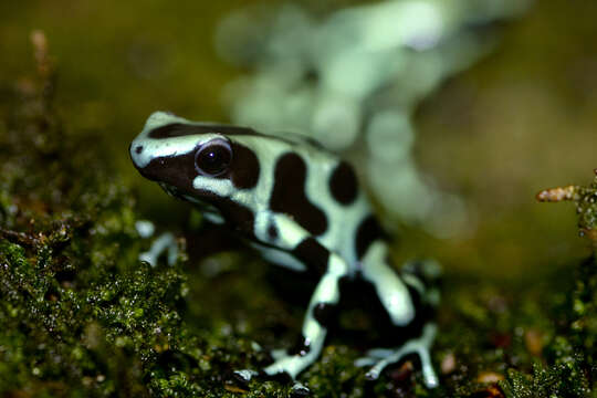 Image of Gold Arrow-poison Frog