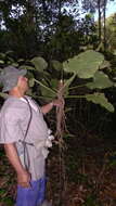 Image of shortstem philodendron