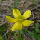 Ranunculus colonorum Endl.的圖片