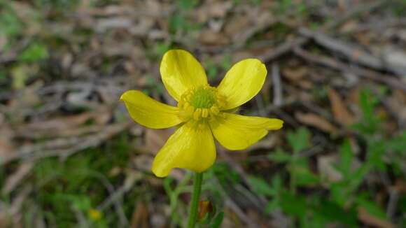 Image of Ranunculus colonorum Endl.