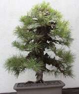 Image of Japanese Black Pine