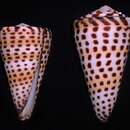 Image of lettered cone