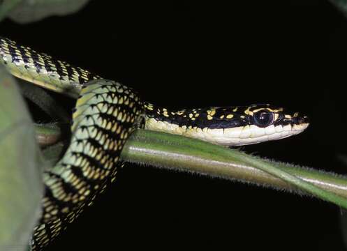 Image of Ornate Flying Snake