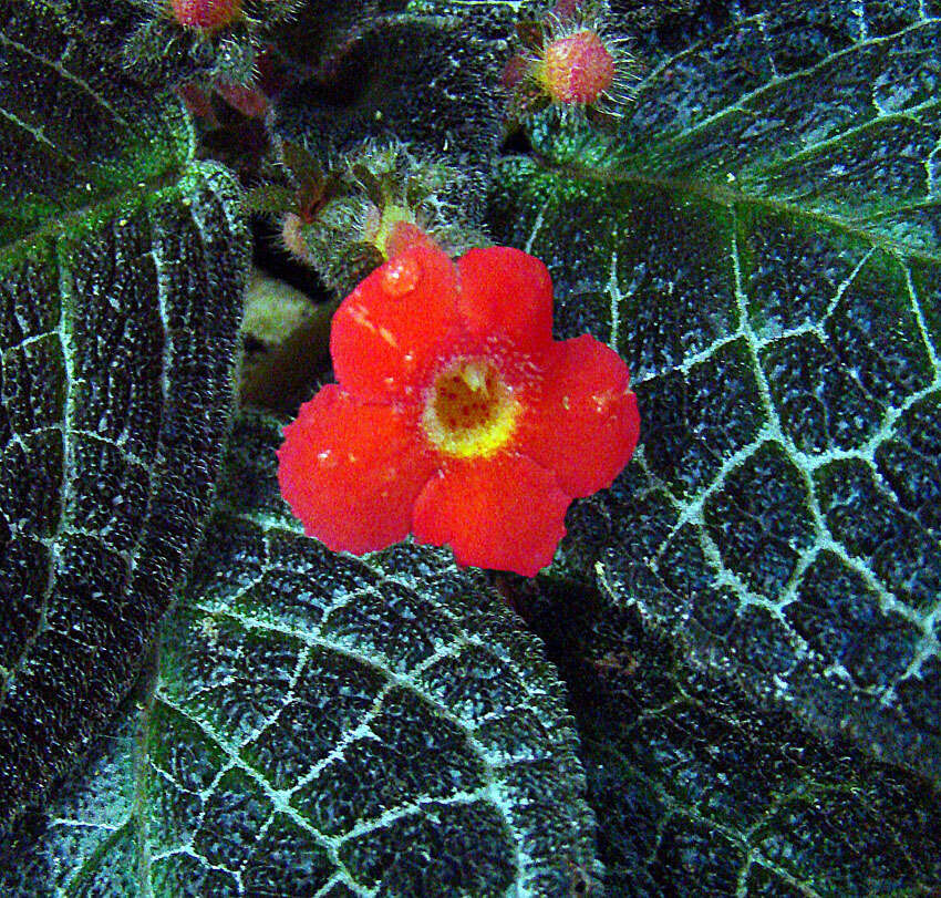 Image of episcia