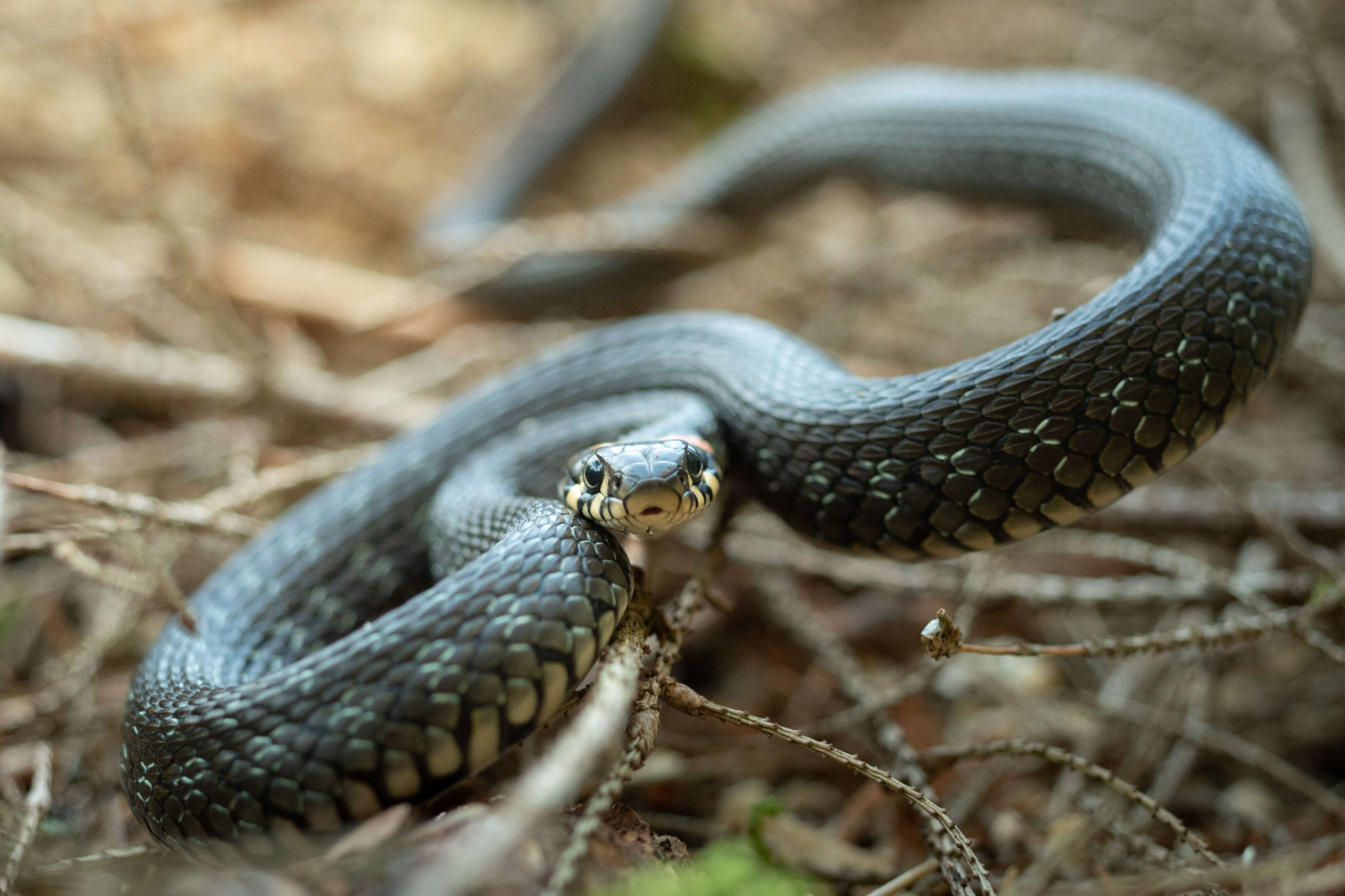 Image of Grass snakes
