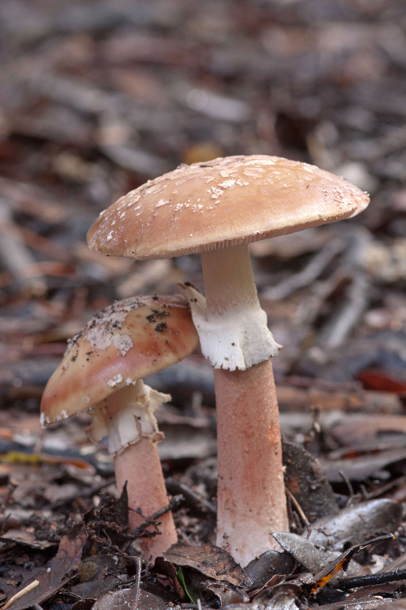 Image of Amanita rubescens Pers. 1797