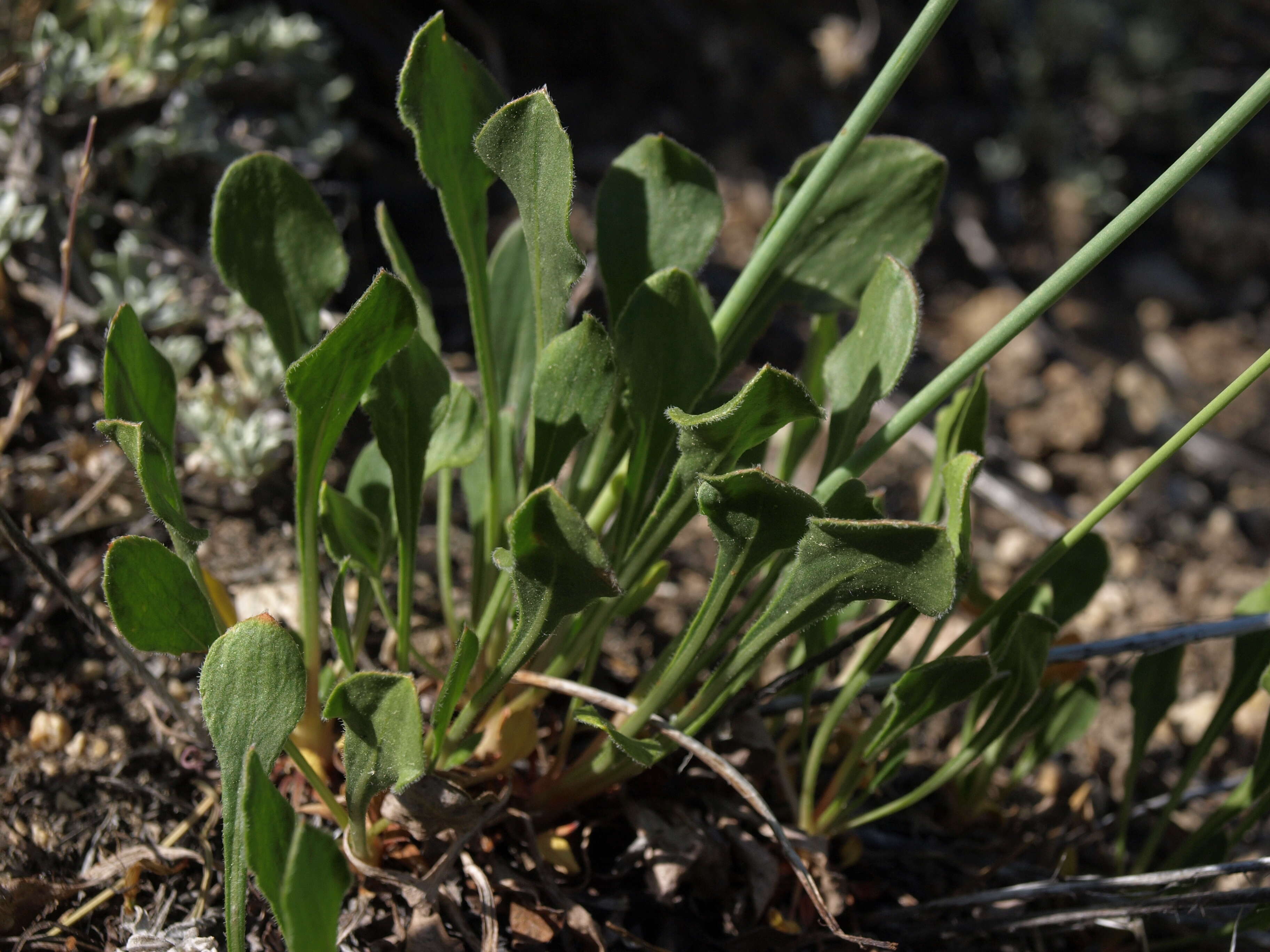 Imagem de Eriogonum latens Jeps.