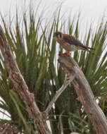 Image of American Kestrel