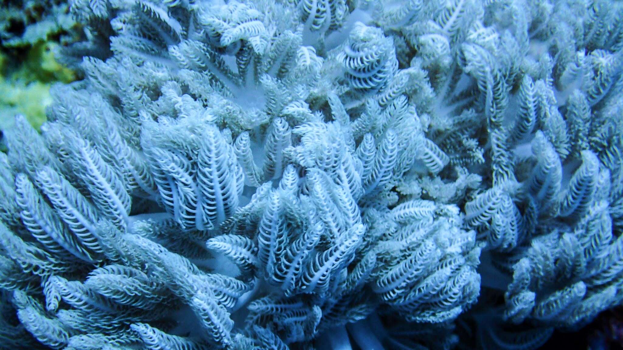 Image of Pom Pom Xenias