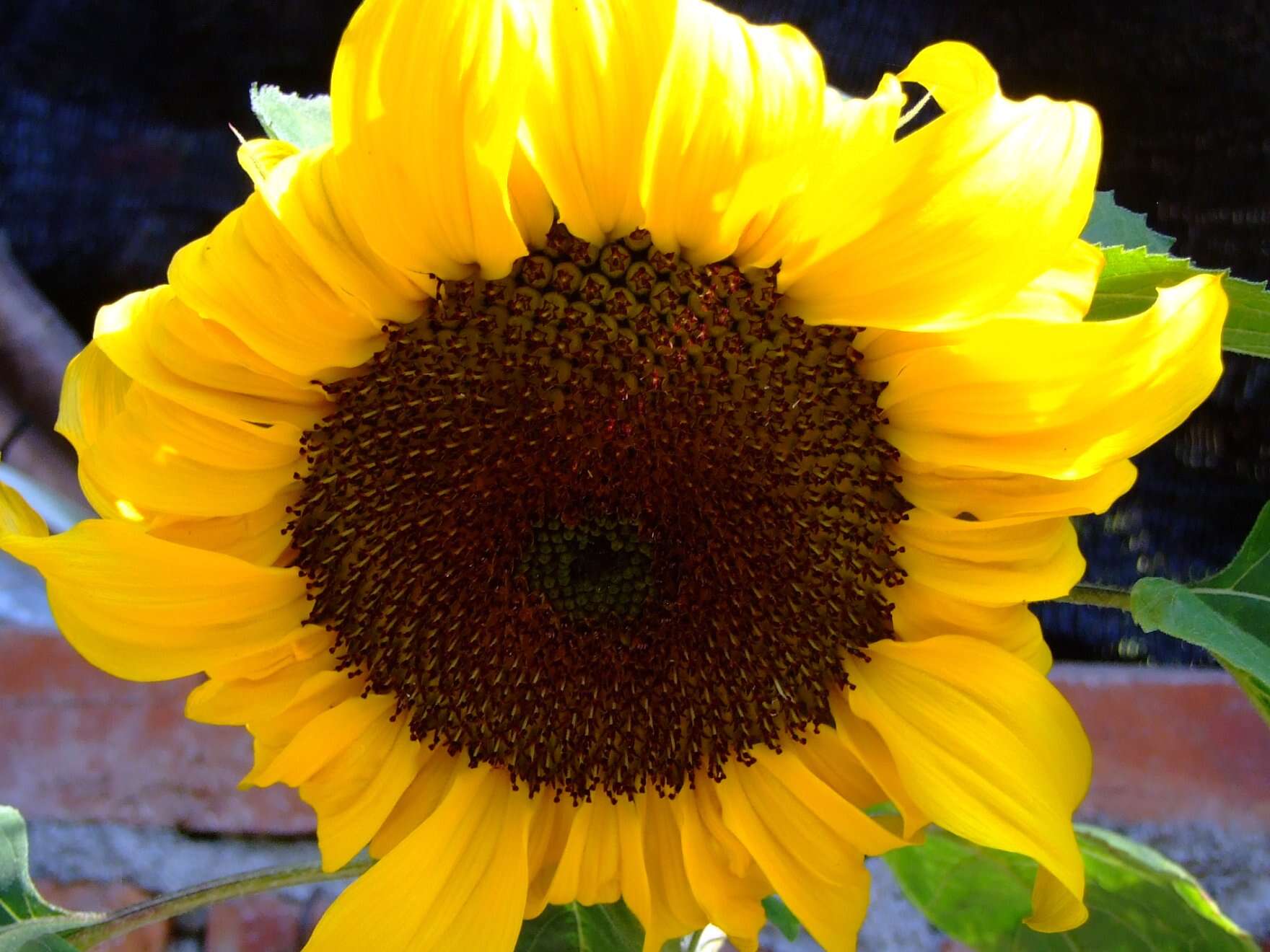 Image of sunflowers