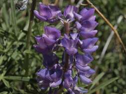 Image of Lupinus argenteus var. heteranthus (S. Watson) Barneby