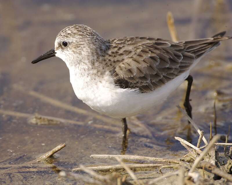 Image of Calidris Merrem 1804