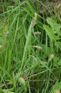 Image of glaucous sedge